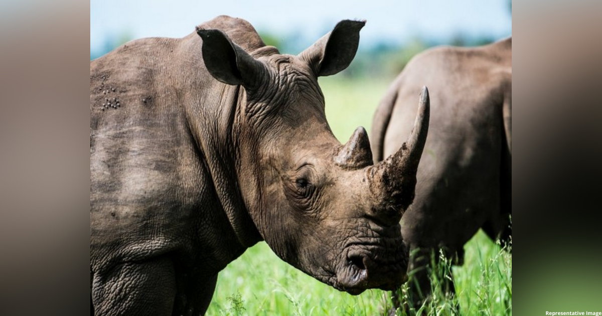 Assam: Two injured after being attacked by rhino in Kaziranga National Park